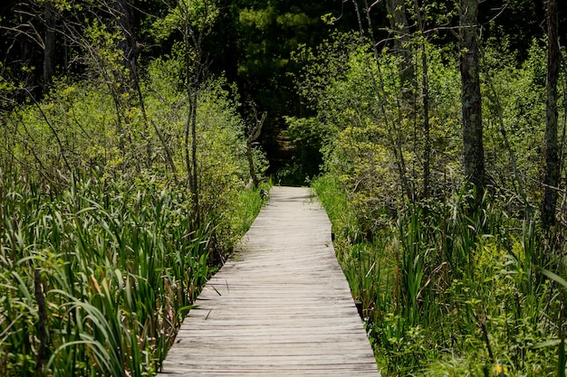 Elevated wooden pathway going through tall plants in the forest