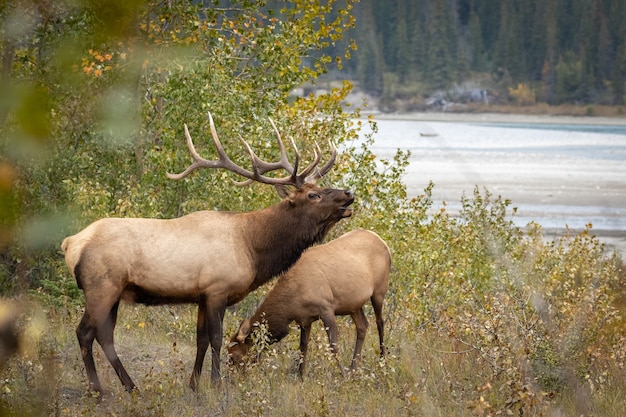 Elk bugling next to the river in the forest