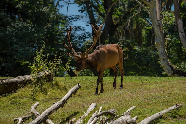 Elk with rack