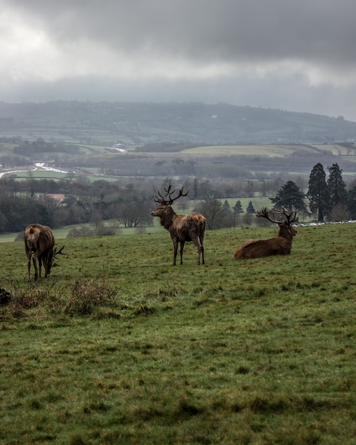 Elks grazing and resting in the green countryside