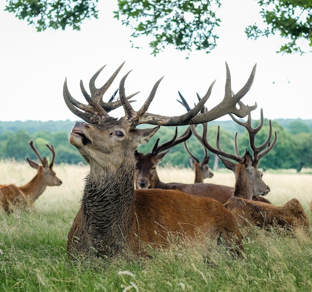 Free photo elks standing on a field surrounded by grass