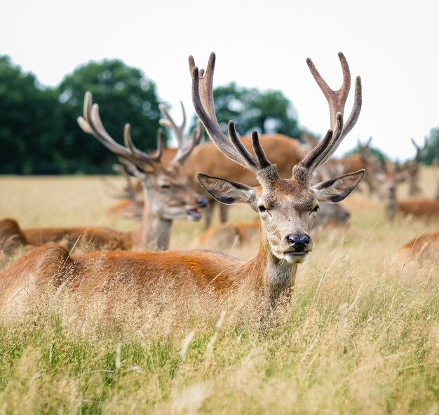 Elks standing on a field surrounded by grass