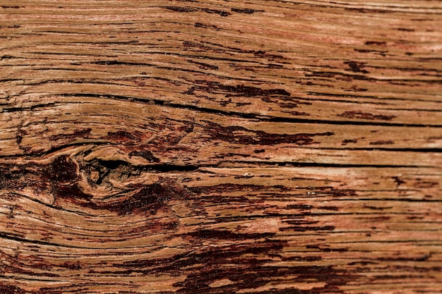 Foto gratuita texture in rilievo della corteccia di quercia