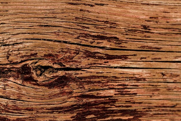 Embossed texture of the bark of oak