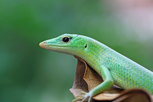 乾燥した葉の爬虫類のクローズアップのエメラルドの木のトカゲ