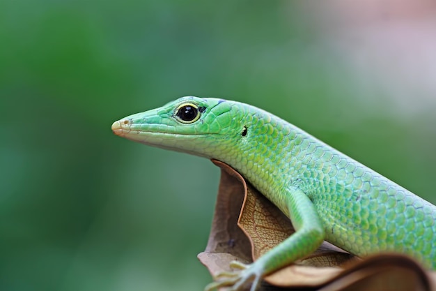 Emerald tree skink on dry leaves reptile closeup