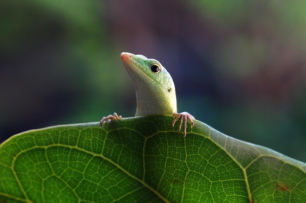 마른 잎 파충류 근접 촬영에 에메랄드 나무 skink