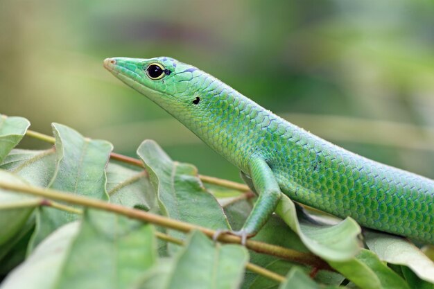 緑の葉の爬虫類のクローズアップにエメラルドの木のトカゲ