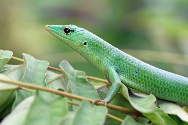 Emerald tree skink on green leaves reptile closeup