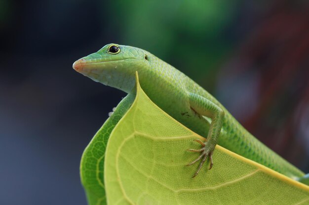 Изумрудный сцинк на зеленых листьях рептилий крупным планом