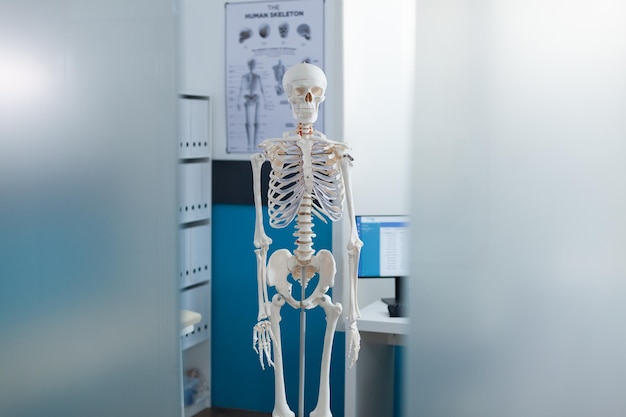 Empty doctors office equipped with medical anatomical human skeleton ready for osteopathy consultation. Hospital workplace with nobody in it, having model of body structure. Medicine concept