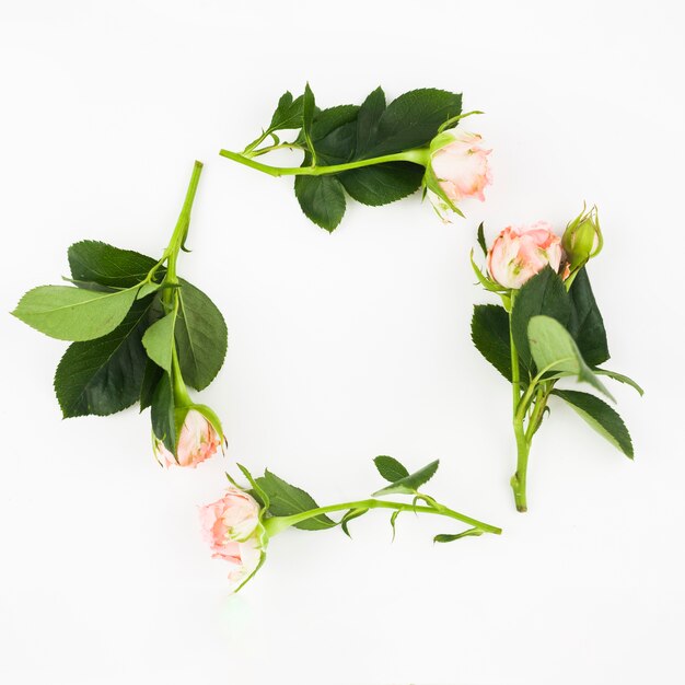 An empty frame made with green leaves and pink roses on white background