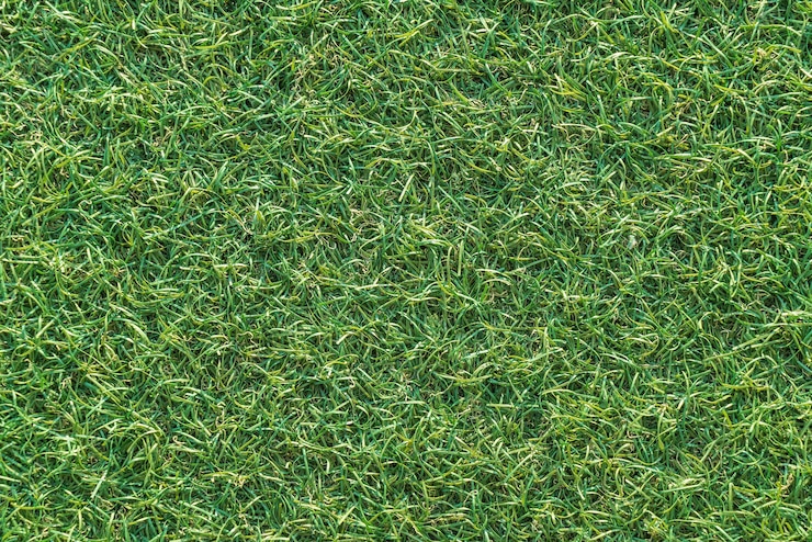 Free Photo empty grass background