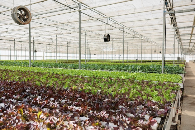ビーガンレストランへの配達用に無農薬で有機栽培された有機食品を使用した空の水耕環境。有機レタスを栽培する水耕栽培システムを備えた温室には人がいません。