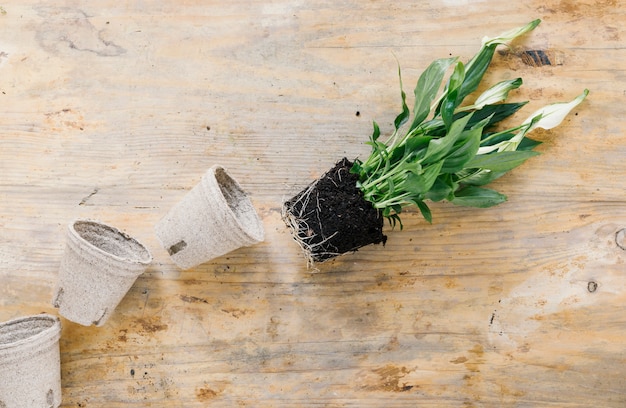 Empty peat pot and plant with soil on wooden background