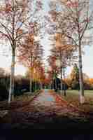 Foto gratuita strada vuota tra alberi dalle foglie marroni