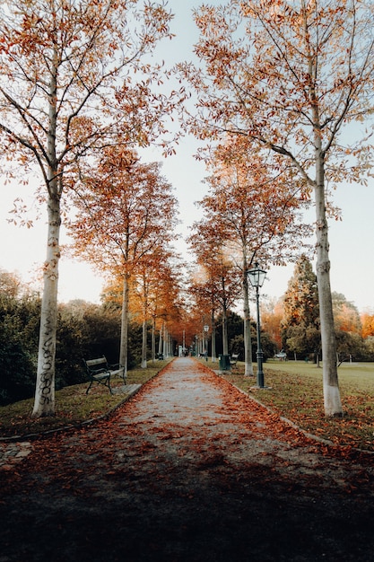 茶色の葉の木の間の空の道