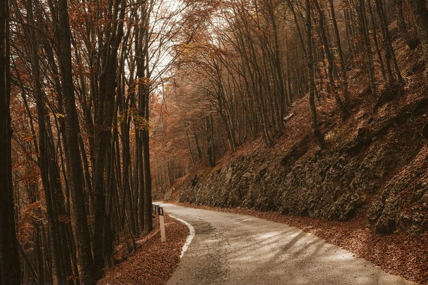 Empty road between tall trees in the forest during daylight in autumn