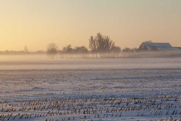 Empty snowy field with mist and trees in the distance