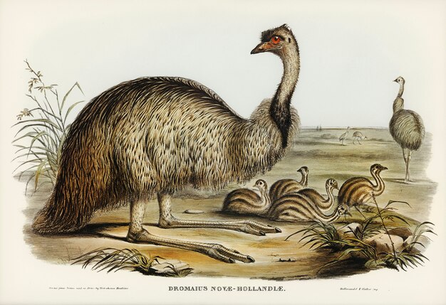 The Emu (Dromaius Novae-Hollandiae) illustrated by Elizabeth Gould 