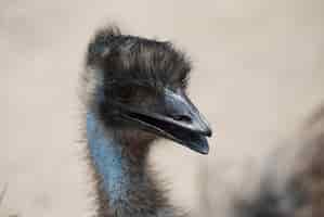 Foto gratuita gli emù sono grandi uccelli originari dell'australia