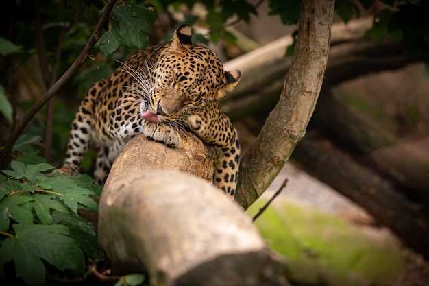 Endangered amur leopard resting on a tree in the nature habitat Wild animals in captivity Beautiful feline and carnivore Panthera pardus orientalis