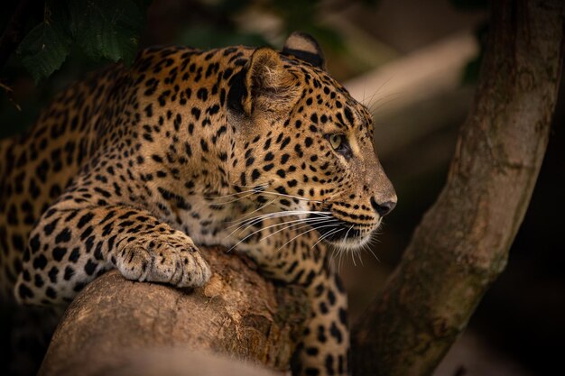 Endangered amur leopard resting on a tree in the nature habitat Wild animals in captivity Beautiful feline and carnivore Panthera pardus orientalis