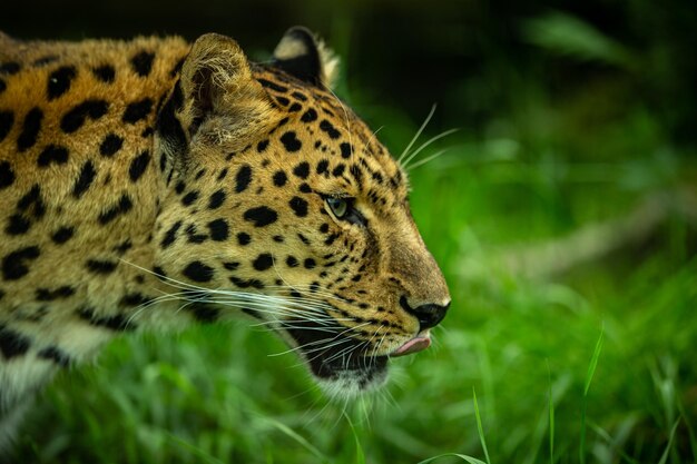 Endangered amur leopard resting on a tree in the nature habitat Wild animals in captivity Beautiful feline and carnivore Panthera pardus orientalis