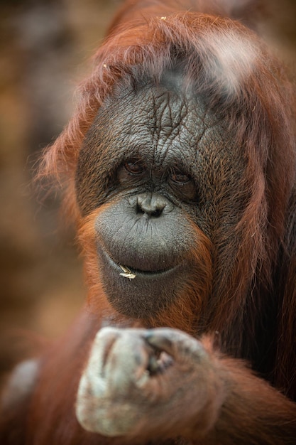 Endangered bornean orangutan in the rocky habitat Pongo pygmaeus Wild animal behind the bars Beautiful and cute creature