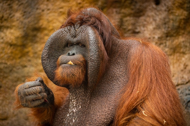 Endangered bornean orangutan in the rocky habitat Pongo pygmaeus Wild animal behind the bars Beautiful and cute creature