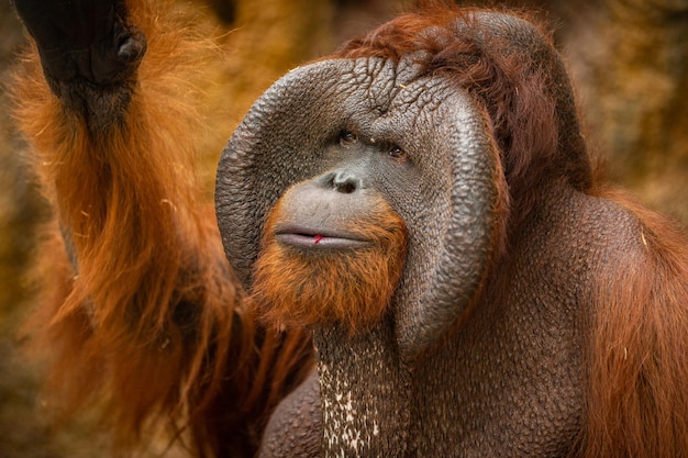 Endangered bornean orangutan in the rocky habitat Pongo pygmaeus Wild animal behind the bars Beautiful and cute creature