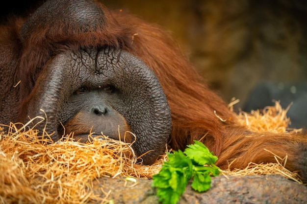 Endangered bornean orangutan in the rocky habitat pongo pygmaeus wild animal behind the bars beautiful and cute creature