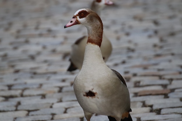 Endearing Egyptian goose (Alopochen aegyptiaca) on the street