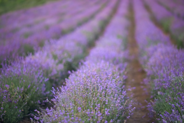 보라색 꽃이 만발한 라벤더 밭의 끝없는 패치