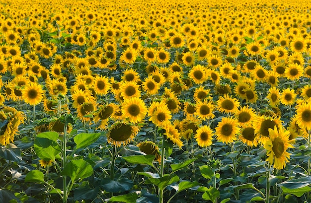 Endless sunflower field