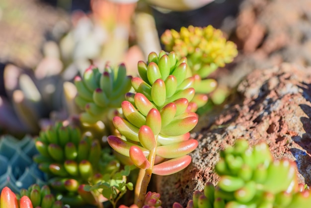 Foto gratuita impianto energetico e succulente