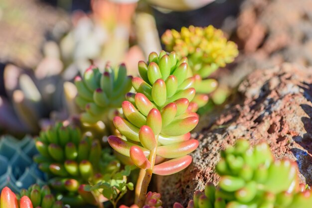 Energetic and succulent plant