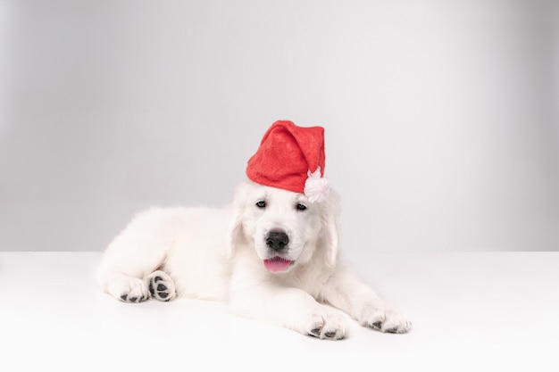 English cream golden retriever. Cute playful doggy or pet looks cute on white background.