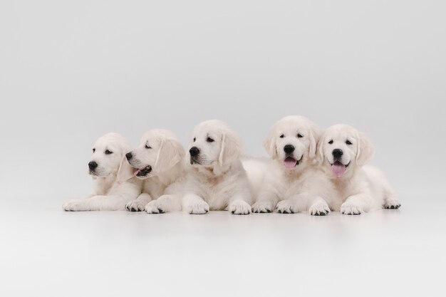 english cream golden retrievers isolated on white  wall