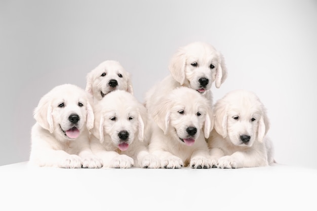 English cream golden retrievers posing. Cute playful doggies or purebred pets looks cute isolated on white background.