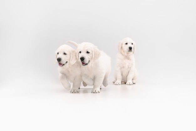 English cream golden retrievers posing. Cute playful doggies or purebred pets looks playful and cute isolated on white background.