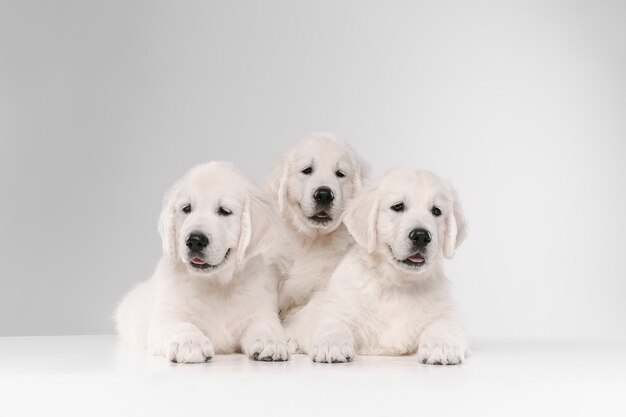 영어 크림 골든 리트리버 포즈. 귀여운 장난기 많은 강아지 또는 순종 애완 동물은 흰색 배경에 고립 된 장난스럽고 귀엽습니다.