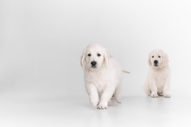 ポーズをとるイングリッシュクリームゴールデンレトリバー。かわいい遊び心のある犬や純血種のペットは、白い背景で隔離された遊び心のあるかわいいように見えます。