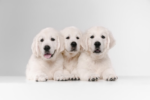 English cream golden retrievers posing. Cute playful doggies or purebred pets looks playful and cute isolated on white background.