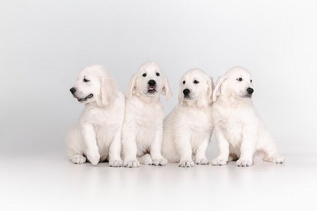 English cream golden retrievers posing. Cute playful doggies or purebred pets looks playful and cute isolated on white wall. Concept of motion, action, movement, dogs and pets love. Copyspace.