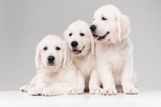 Free photo english cream golden retrievers posing. cute playful doggies or purebred pets looks playful and cute isolated on white wall. concept of motion, action, movement, dogs and pets love. copyspace.