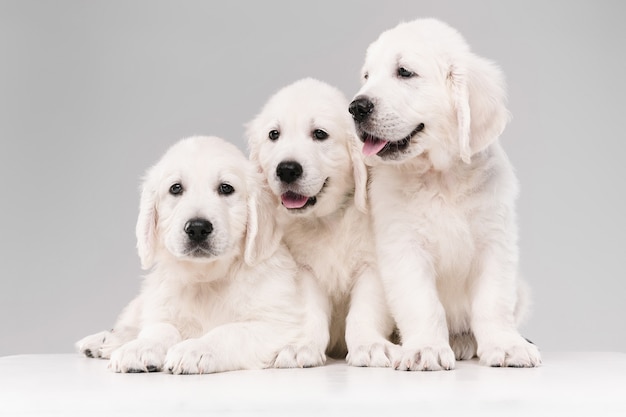 English cream golden retrievers posing. Cute playful doggies or purebred pets looks playful and cute isolated on white wall. Concept of motion, action, movement, dogs and pets love. Copyspace.