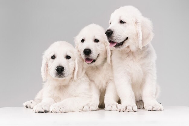 ポーズをとるイングリッシュクリームゴールデンレトリバー。かわいい遊び心のある犬や純血種のペットは、白い壁に隔離された遊び心のあるかわいいように見えます。動き、行動、動き、犬やペットの愛の概念。コピースペース。