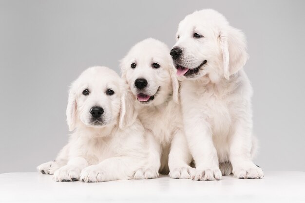 English cream golden retrievers posing. Cute playful doggies or purebred pets looks playful and cute isolated on white wall. Concept of motion, action, movement, dogs and pets love. Copyspace.