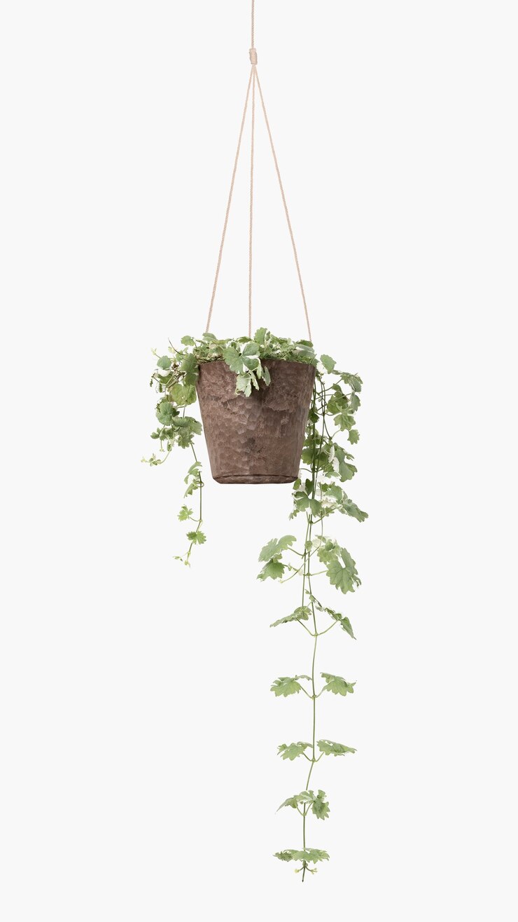 Free Photo english ivy indoor hanging plant